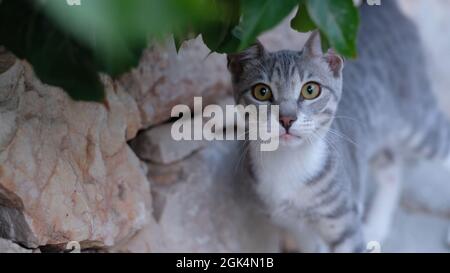 gatto grigio con occhi gialli Foto Stock