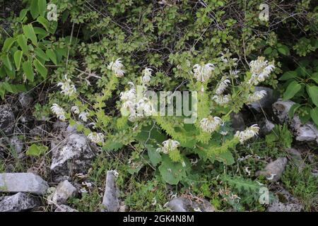 Salvia argentea, Salvia argentea, Lamiaceae. Pianta selvaggia sparata in primavera. Foto Stock