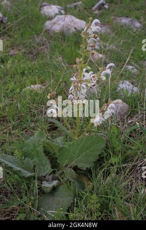 Salvia argentea, Salvia argentea, Lamiaceae. Pianta selvaggia sparata in primavera. Foto Stock