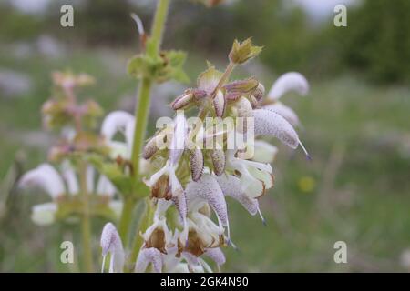 Salvia argentea, Salvia argentea, Lamiaceae. Pianta selvaggia sparata in primavera. Foto Stock