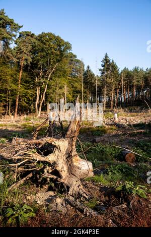 Foresta sgomberata nella brughiera di Wahner vicino alla collina di Fliegenberg, Troisdorf, Renania settentrionale-Vestfalia, Germania. Gerodeterer Wald in der Wahner Heide nahe Fliegen Foto Stock