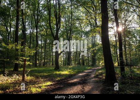 sentiero forestale nella brughiera di Wahner vicino alla collina di Fliegenberg, Troisdorf, Renania settentrionale-Vestfalia, Germania. Waldweg in der Wahner Heide nahe Fliegenberg, Troi Foto Stock