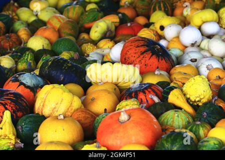 primo piano di diverse zucche mature in diverse forme e colori sul mercato Foto Stock