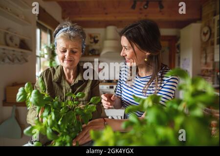 Madre anziana felice con figlia adulta in casa, piantando erbe. Foto Stock