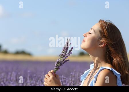 Vista laterale ritratto di una donna felice odore di lavanda fiori bouquet in un campo Foto Stock