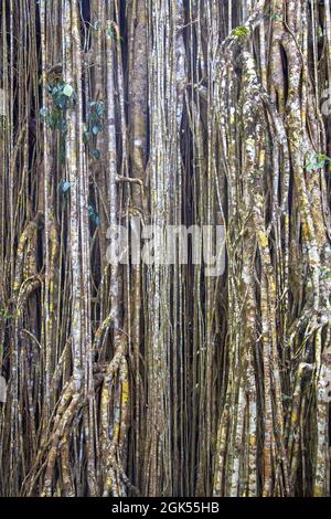 Radici aeree dello strangler fig Foto Stock