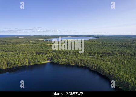 Vista aerea dal drone su paludi, pinete gallanti e foreste di betulla in diversi colori come il chiaro, verde scuro, smeraldo, giallo e blu profondo laghi in una giornata di sole Foto Stock