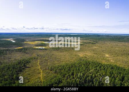 Vista aerea dal drone su paludi, pinete gallanti e foreste di betulla in diversi colori come il chiaro, verde scuro, smeraldo, giallo e blu profondo laghi in una giornata di sole Foto Stock