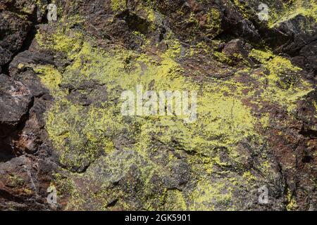 Schwefelflechte, lichen di zolfo Foto Stock