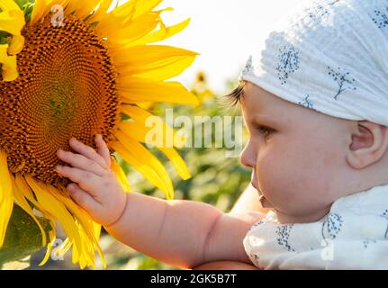 la bambina di cinque mesi guarda da vicino un girasole e lo tocca con la mano Foto Stock