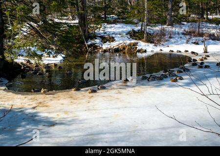 un gruppo di mallardi galleggiano in acqua aperta nel bel mezzo dell'inverno Foto Stock