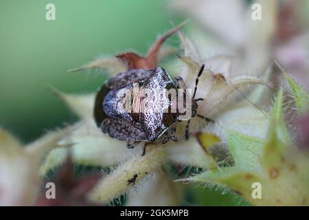 Primo piano di e adulto woundwort schermbug, Stagonomus venustissimus Foto Stock