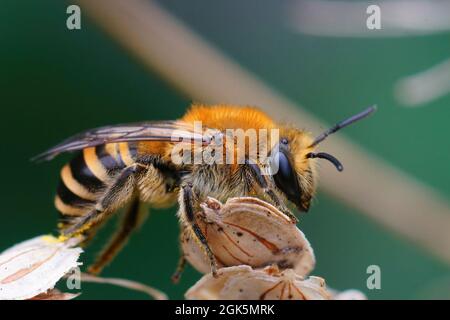 Primo piano su un'ape di Ivy maschile emersa fresca, Colletes hederae Foto Stock