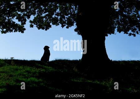 Un labrador nero seduto sotto un vecchio albero di quercia inglese. La forma del cane è silhouetted contro il cielo. Foto Stock