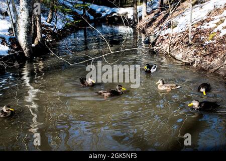 un gruppo di mallardi galleggiano in acqua aperta nel bel mezzo dell'inverno Foto Stock