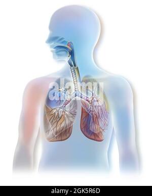 Anatomia delle vie aeree che mostrano la trachea e i polmoni. . Foto Stock