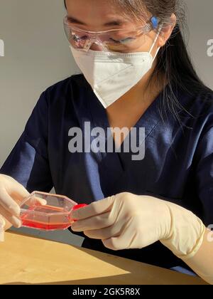 Donna in laboratorio di ricerca che osserva un pallone di coltura cellulare. Foto Stock