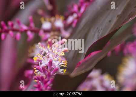 Piccola ape australiana senza zenzero su un fiore di bromeliad Foto Stock