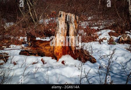 ceppo di albero morto nel mezzo di un sentiero Foto Stock