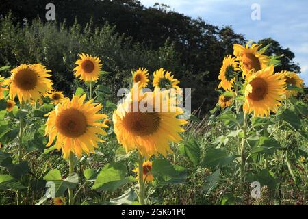 Girasoli, Helianthus annuus, in deriva, bordo di campo agricolo, Norfolk, Inghilterra Foto Stock