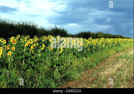 Girasoli, Helianthus annuus, in deriva, bordo di campo agricolo, Norfolk, Inghilterra Foto Stock