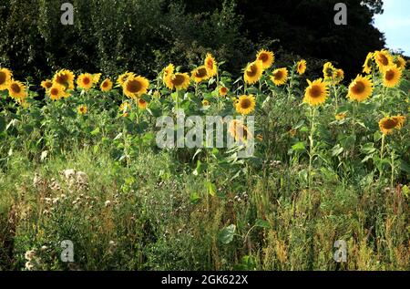 Helianthus annuus, girasoli, carole, in deriva, campo Foto Stock