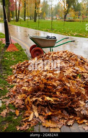 Pulizia delle foglie autunnali nel parco con rastrello da giardino e cart. Un mucchio di foglie gialle dopo la pioggia. Foto verticale. Foto Stock