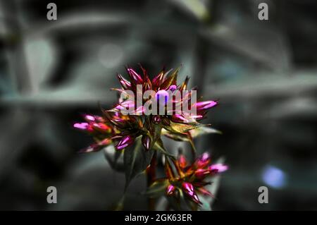 germoglio rosa di flox fiore, arte della natura Foto Stock