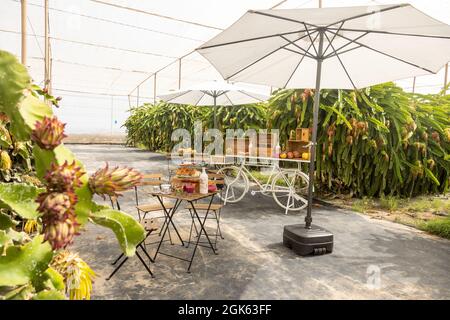 Vista all'aperto di un ombrellone da picnic e bancarelle e sedie in una fattoria di frutta di drago Foto Stock