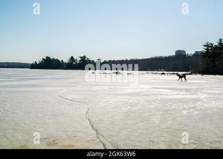 Coppia di cani che girano intorno sul ghiacciato sopra il lago Micmac a metà inverno Foto Stock