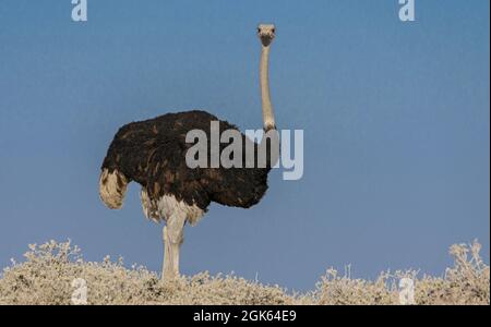 Struzzo che si avvicina ad un buco d'acqua nella Namibia settentrionale Foto Stock