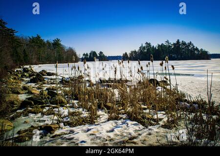 Erba selvaggia che si attacca attraverso il ghiacciato sul lago Micmac a metà inverno Foto Stock