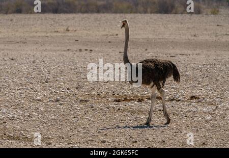 Struzzo che si avvicina ad un buco d'acqua nella Namibia settentrionale Foto Stock