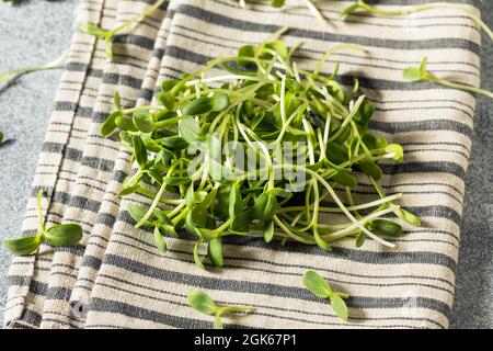 Germogli di girasole crudi in un mazzo Foto Stock