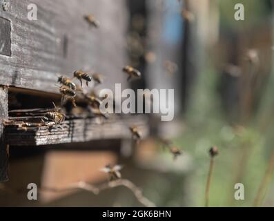 Api che volano in un pettine producendo miele, fuoco selettivo sparato su b Foto Stock