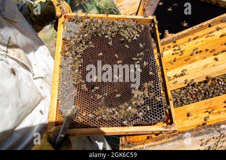 Api in un pettine che produce miele, fuoco selettivo sparato sulle api Foto Stock