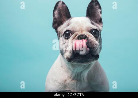 Divertente bulldog francese che lecca le labbra su sfondo blu studio Foto Stock