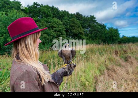 Una giovane signora bionda falconer con un falcone Peregrine, che è un'attrazione popolare nei giorni di esperienza falcon Foto Stock