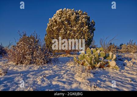 Cactus e ginepro in inverno. Un gruppo di Prickly Pear Cactus e un grande albero di ginepro coperto di neve da una tempesta invernale in Chino Valley AZ. Foto Stock