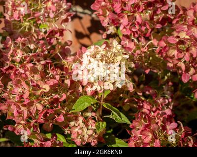 Fiori rosa di Hydrangea 'Little Lime', che crescono in un giardino britannico Foto Stock