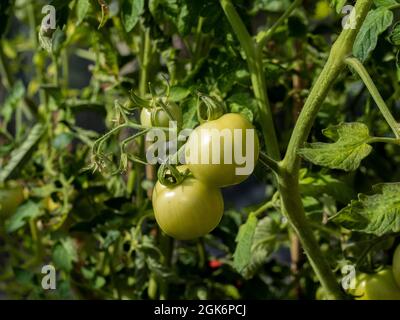 Piante di tomatoe con frutta verde che crescono in una serra in un'assegnazione del Regno Unito. Foto Stock