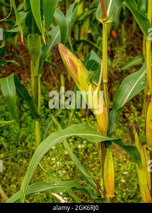 Coltivazione di mais nel campo Foto Stock