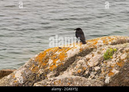 Un corvo (Corvus corone) arroccato su una roccia vicino al mare Foto Stock