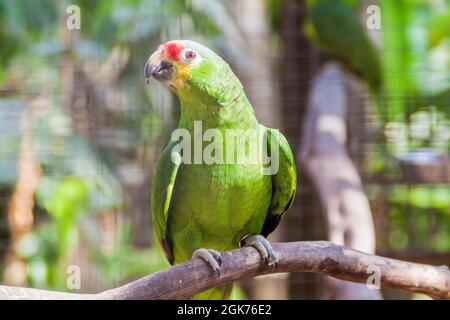 amazzonia rossa (Amazona autumnalis) Foto Stock