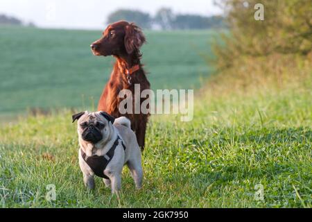 Sono il capo. Un po' di pug si trova di fronte a un bel sedicente irlandese al sole del mattino sul prato e guarda nella fotocamera. Foto Stock