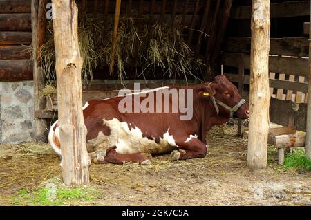 Mucca in stabile. Mucca che giace sulla paglia nella stalla. Agricoltura e concetto di fattoria. Produzione di latte. Foto Stock