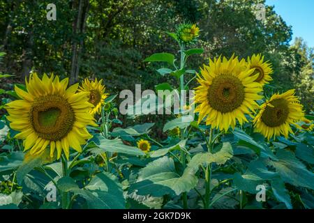 Girasoli in fiore primo piano con polline sul fogliame e alcuni ancora in apertura con i boschi sullo sfondo in una giornata di sole all'inizio dell'autunno Foto Stock