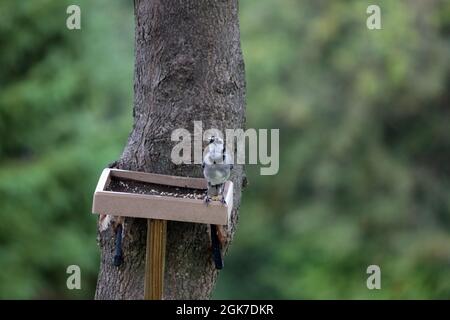 Una femmina Blue Jay, Cyanocitta cristata, in piedi su un alimentatore di uccelli piattaforma attaccato ad un albero di acero con un seme nel suo becco in estate nel Wisconsin Foto Stock