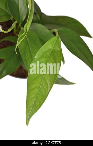 Foglia di houseplant tropicale 'Epipremnum Pinnatum' con foglie strette isolate su sfondo bianco Foto Stock