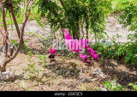 Gallina rosa e polli sull'isola di Ometepe, Nicaragua Foto Stock